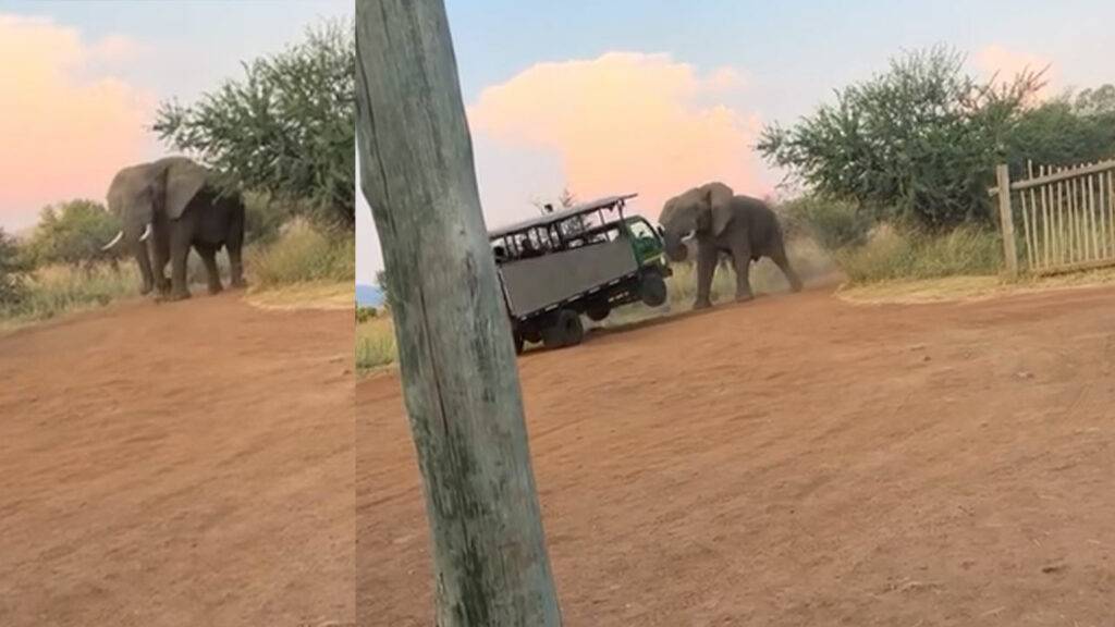 An angry elephant lift a vehicle