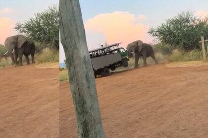 An angry elephant lift a vehicle