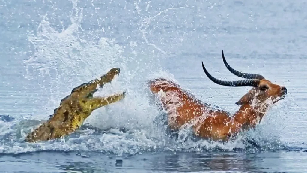 Deer ran away to save its life from crocodile