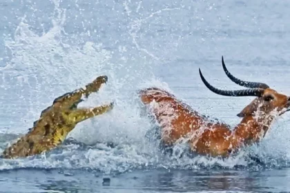 Deer ran away to save its life from crocodile