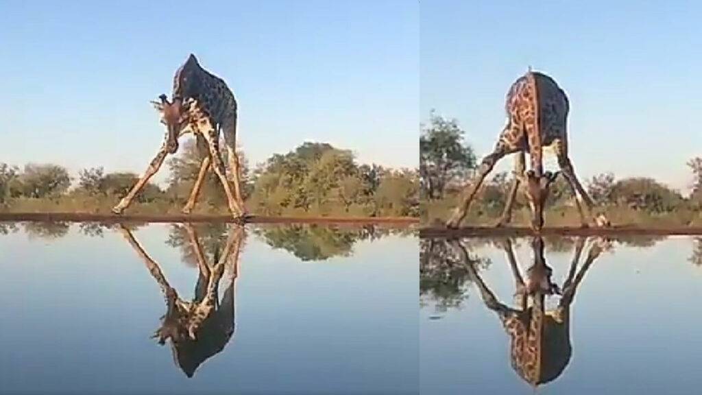 Giraffes difficult journey to drink water