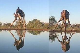 Giraffes difficult journey to drink water