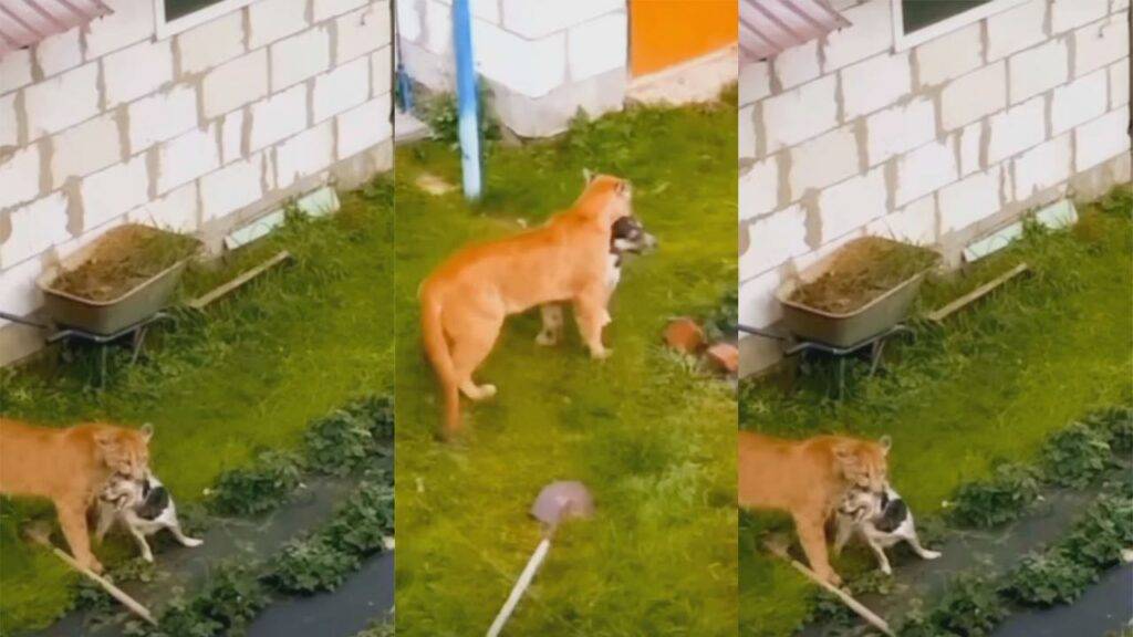 Pet Dog Vs lion Fight