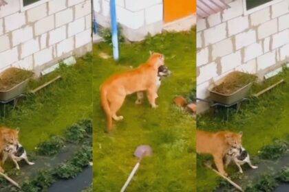 Pet Dog Vs lion Fight