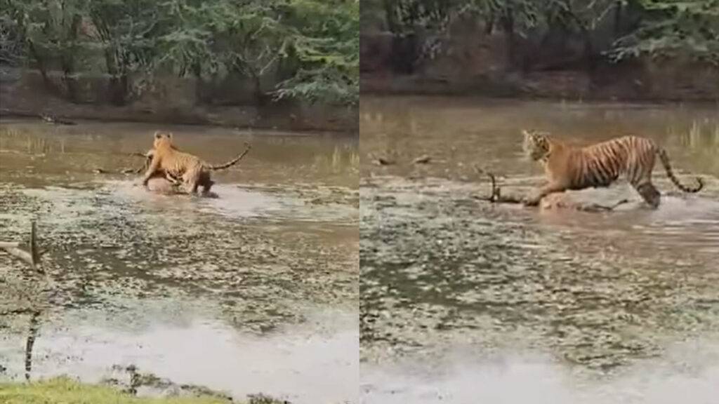 Tiger drags his prey from a pool