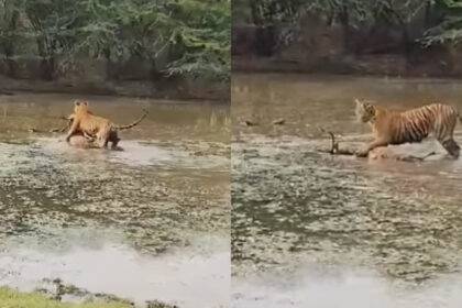 Tiger drags his prey from a pool