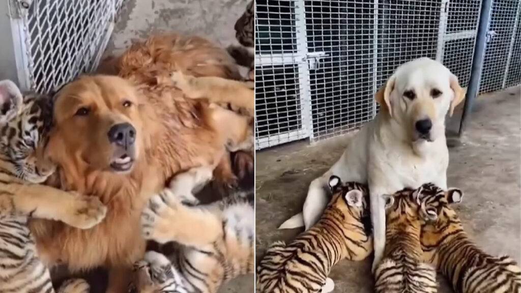 Two female dogs raised tiger cubs