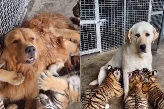 Two female dogs raised tiger cubs