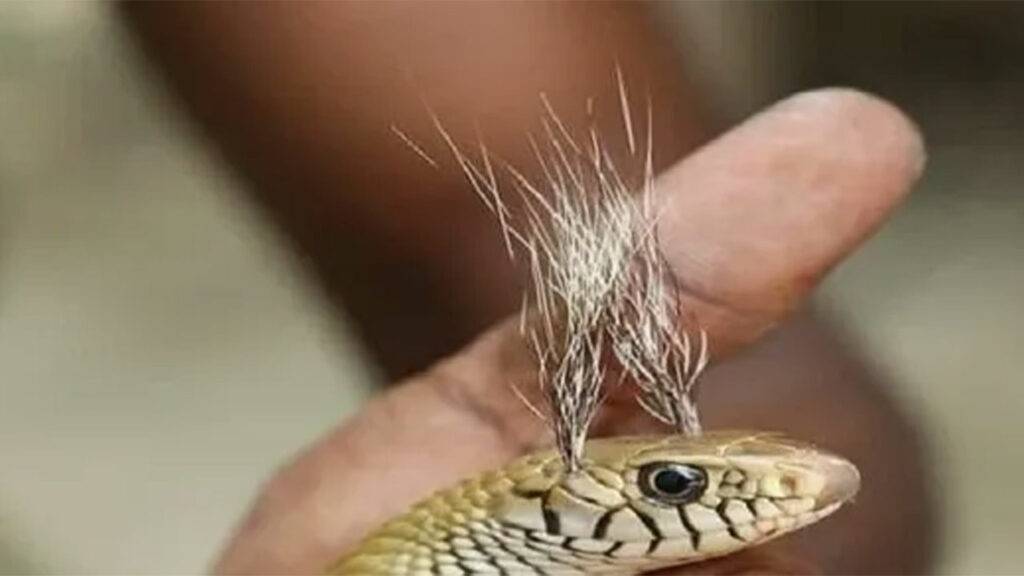 White hair grows on the head of a cobra snake