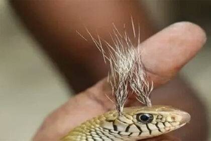 White hair grows on the head of a cobra snake