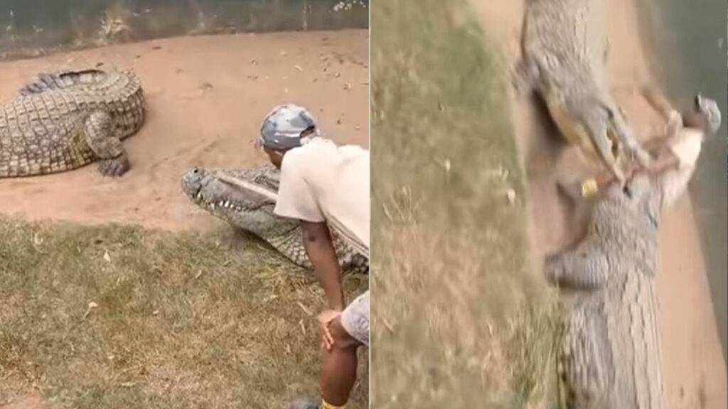 crocodile attacked