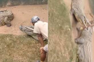 crocodile attacked