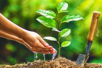 Trees and plants also weeps